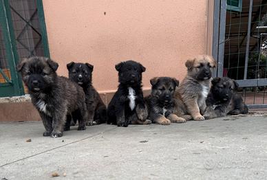 Cuccioli pastore maremmano tedesco