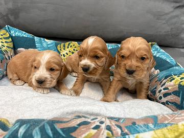 Cuccioli Cocker Spaniel