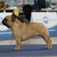 Bulldog francese per monta