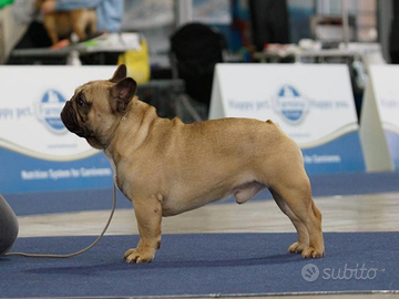 Bulldog francese per monta