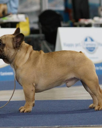 Bulldog francese per monta