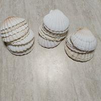 Conchiglie per fare antipasti