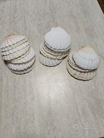 Conchiglie per fare antipasti