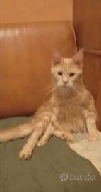 Maine Coon Cream Silver Pedigree Aperto