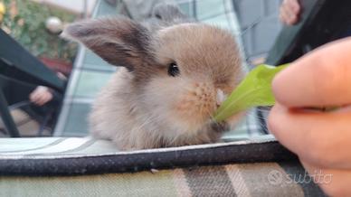 Coniglio ariete nano