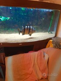 Coppia Datnioides microlepis