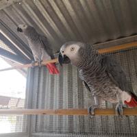 Pappagalli coppie e singoli varie specie ADULTI