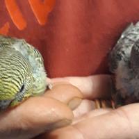 2 cocorite allevate a mano