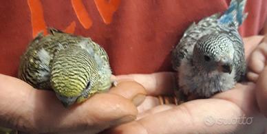 2 cocorite allevate a mano