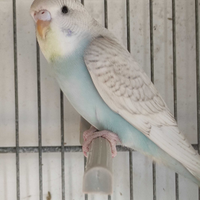 Uccelli