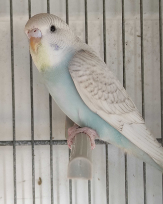 Uccelli