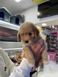 Barboncino crema toy