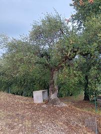 piante olive