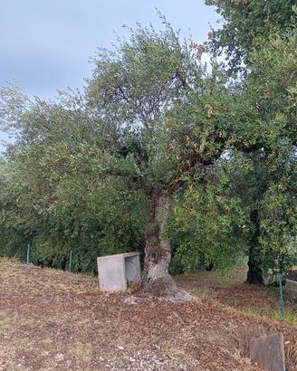 piante olive
