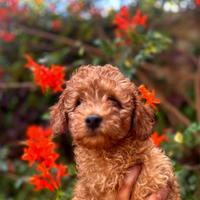 Cuccioli Barboncini Toy mini toy