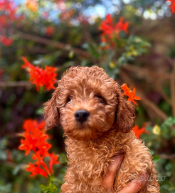 Cuccioli Barboncini Toy mini toy