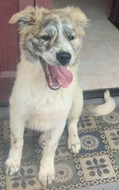 Cuccioli in adozione