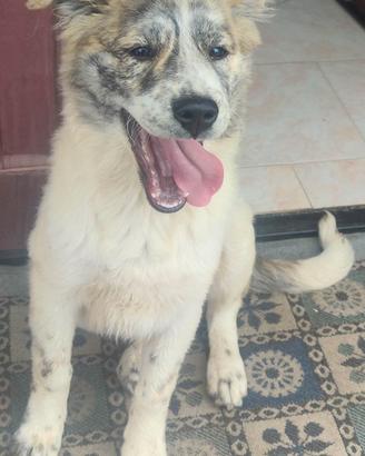 Cuccioli in adozione
