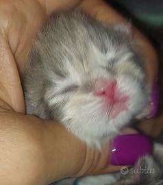 Cuccioli di gatto Siberiano Certificati