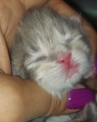 Cuccioli di gatto Siberiano Certificati