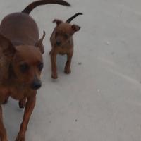 Pincher taglia piccola