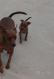 Pincher taglia piccola