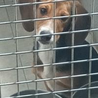 Cuccioli e cuccioloni per conigli