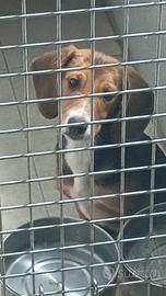 Cuccioli e cuccioloni per conigli