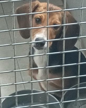 Cuccioli e cuccioloni per conigli