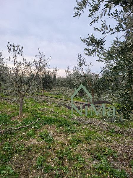 Terreno agric. a - La CaliforniaBibbona - Vista 3