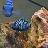 Coppia di Amatitlania nigrofasciata