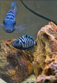 Coppia di Amatitlania nigrofasciata