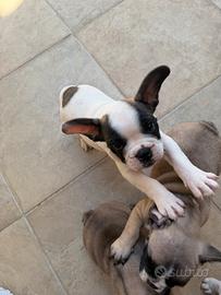 Bulldog francese