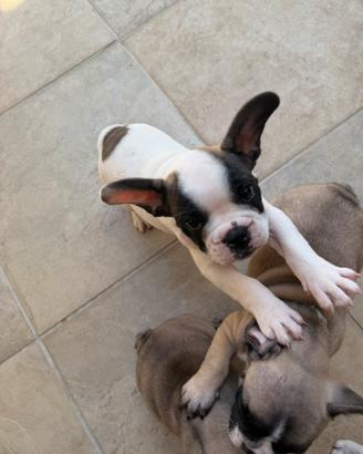 Bulldog francese