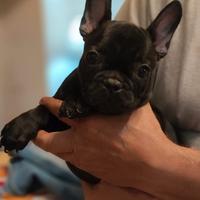 Cuccioli Bulldog Francese
