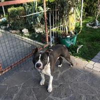 Amstaff per monta