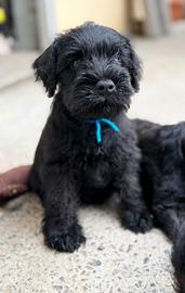 Schnauzer nano nero