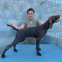 Cucciola di kurzhaar