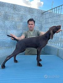 Cucciola di kurzhaar