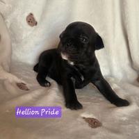 Staffordshire bull terrier cuccioli