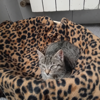 Gattino piccolo
