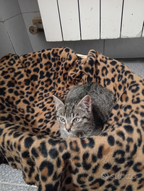 Gattino piccolo