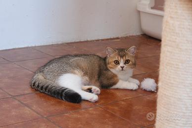 Femmina scottish straight ticked con bianco