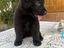 Immagine 6
