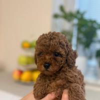 Cuccioli mini barboncino