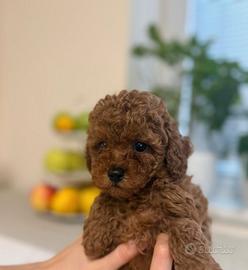 Cuccioli mini barboncino