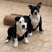 American bully esotic