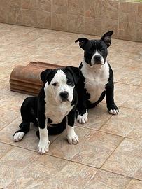 American bully esotic