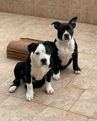 American bully esotic