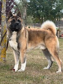 Akita Americano